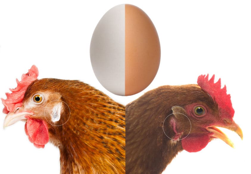 Braune und weisse Eier