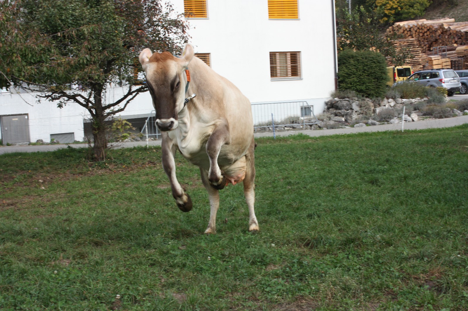 Schnappschuss unserer Kuh Resi. Sie ist Gabis Lieblingskuh. Oktober 2023