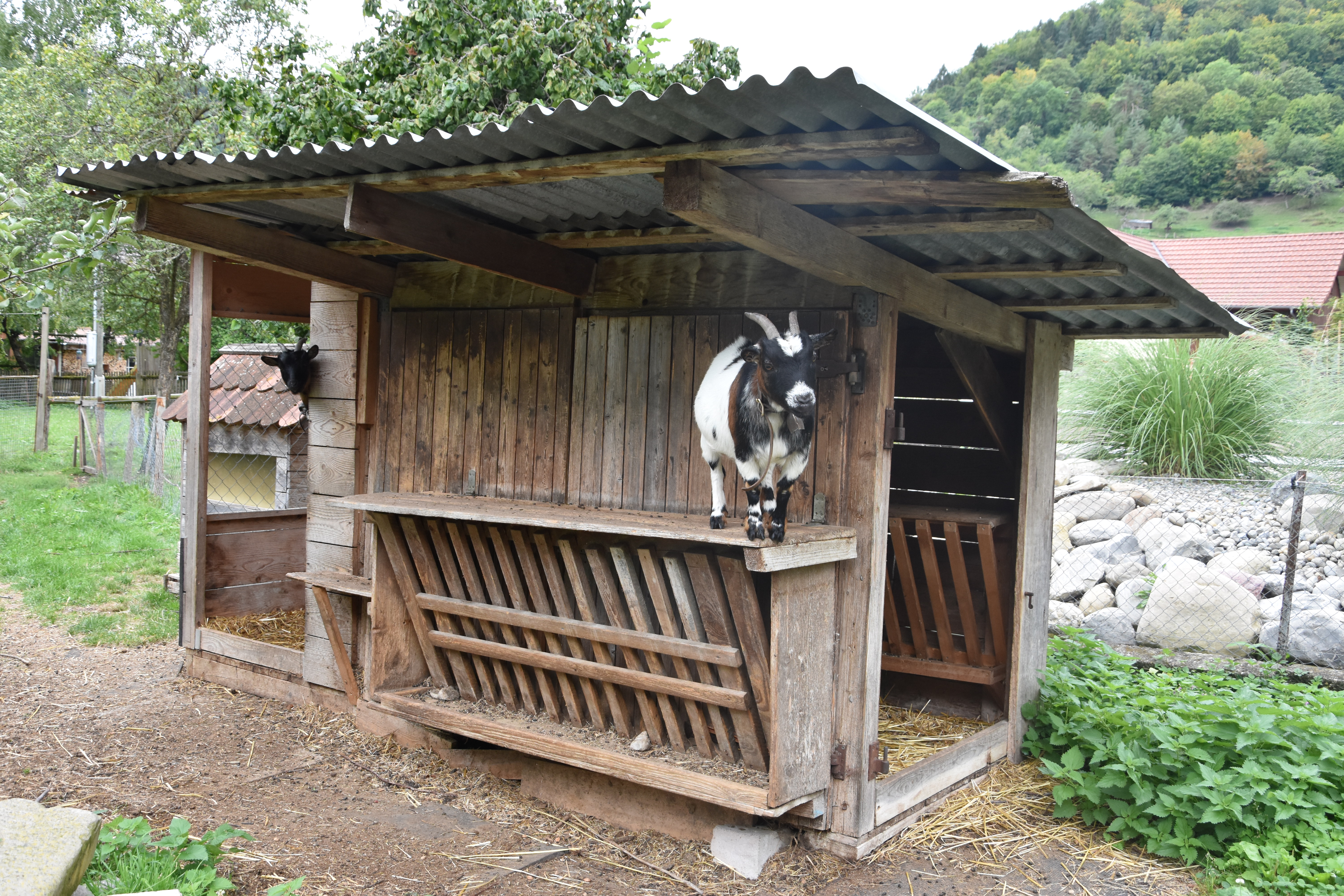 Ziegenstall