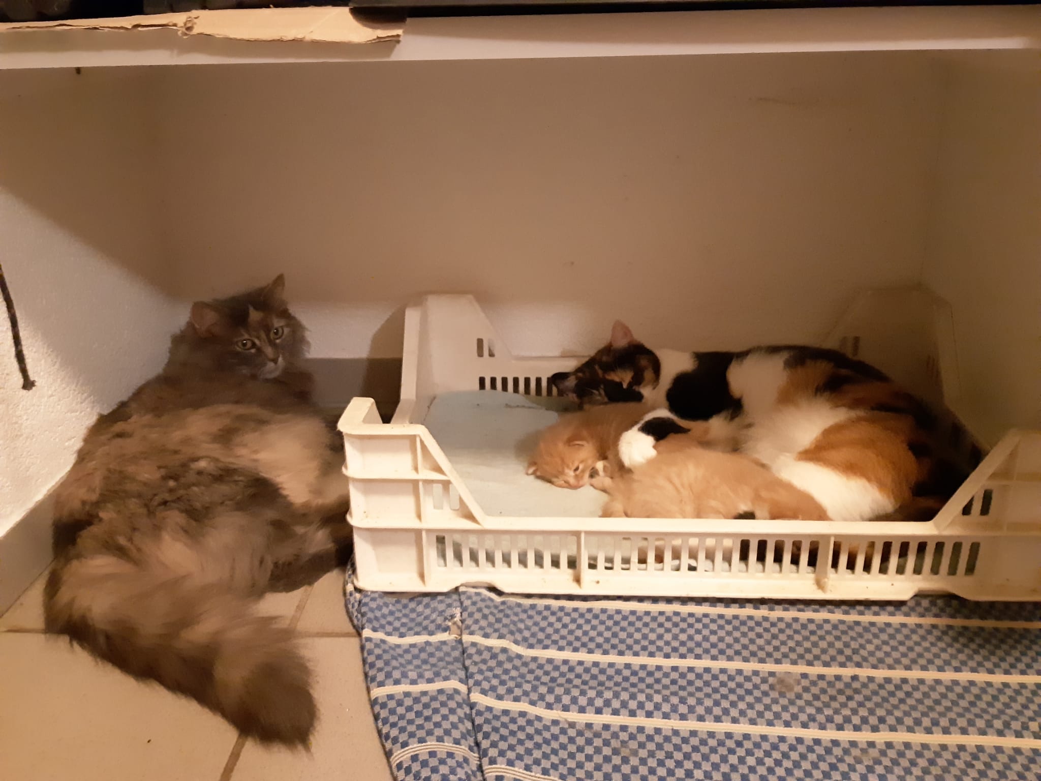 Katzen Junge Merishausen