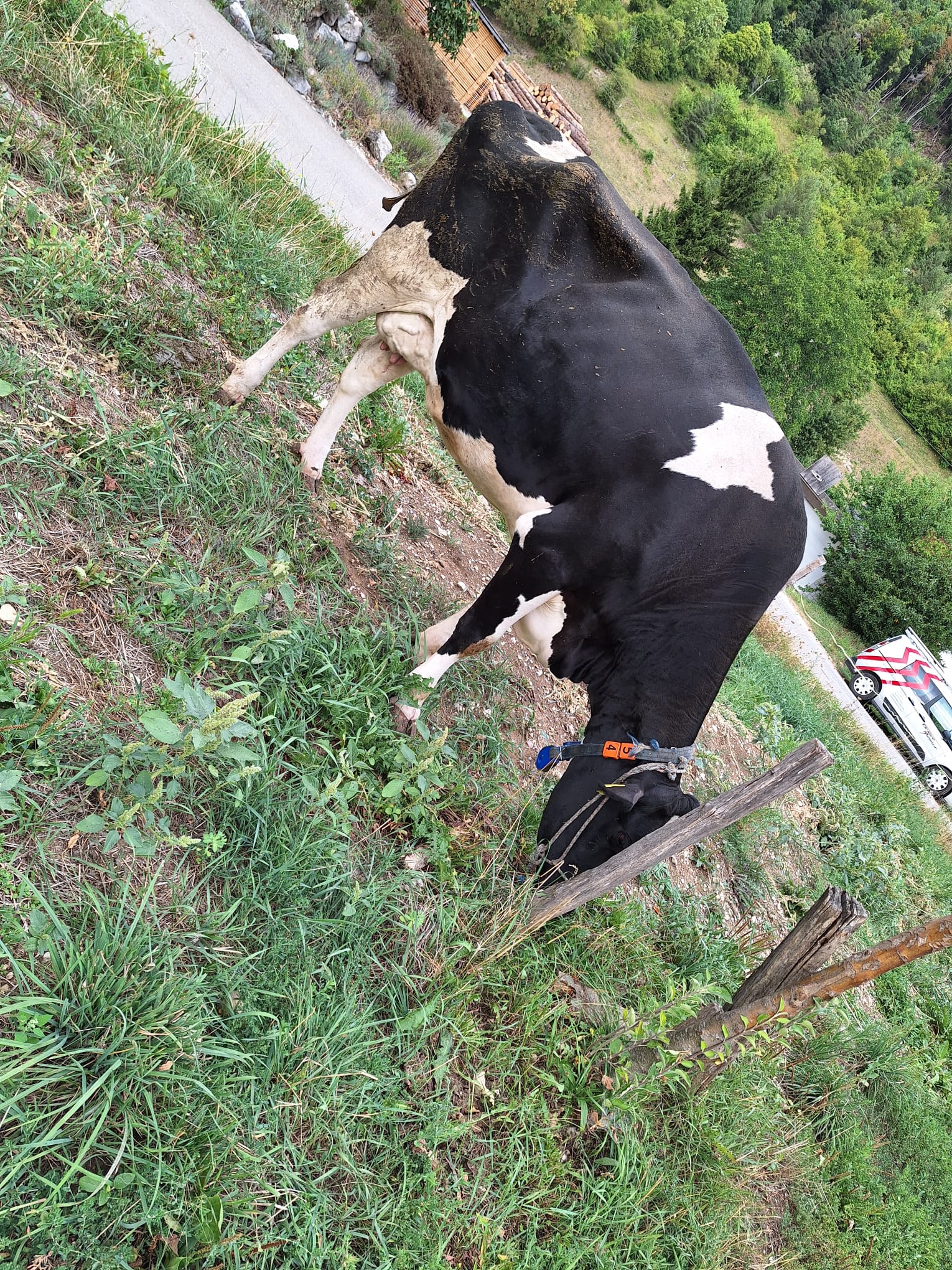 Pech im Stall