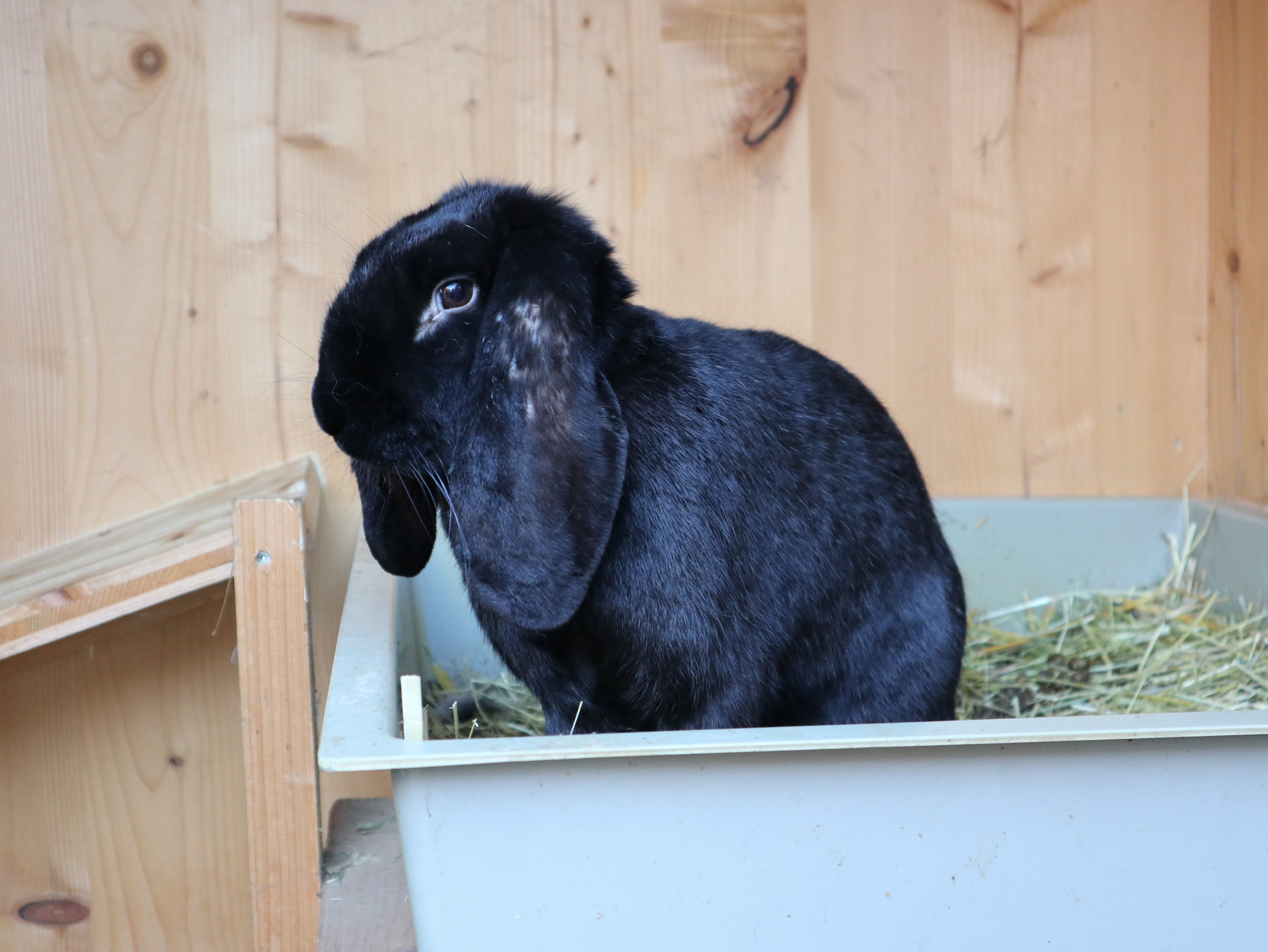 Kaninchen Cinderella