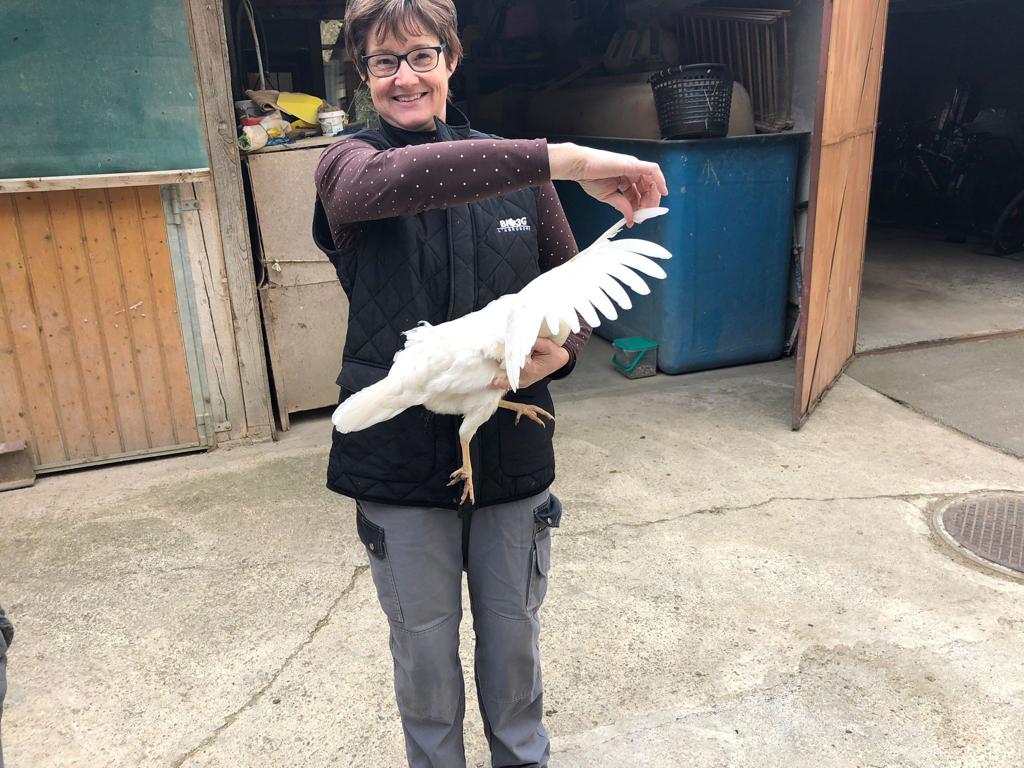 Huhn Flügelspannweite Merishausen