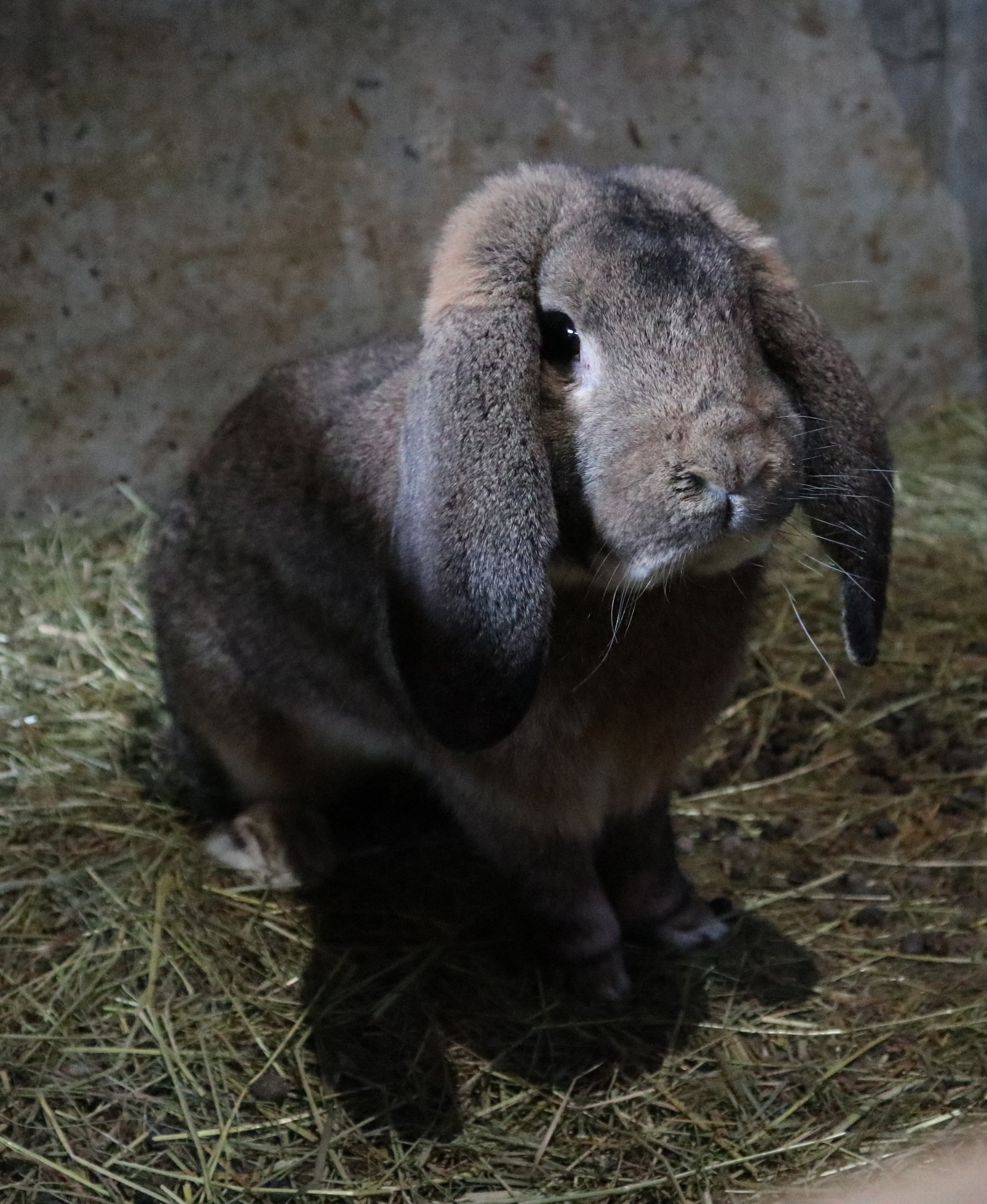 Französischer Widder Jacky