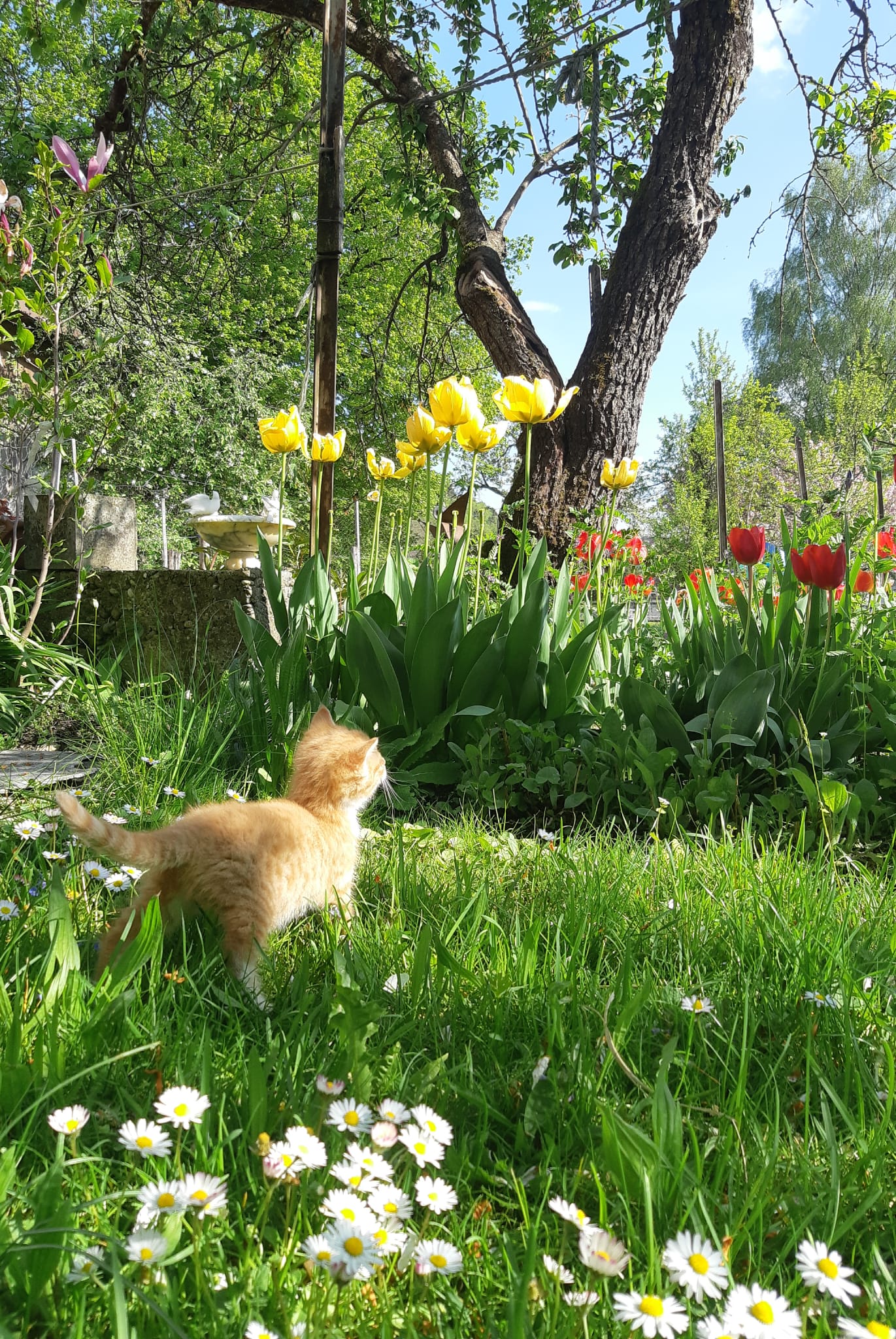 junge Katzen Blumenwiese