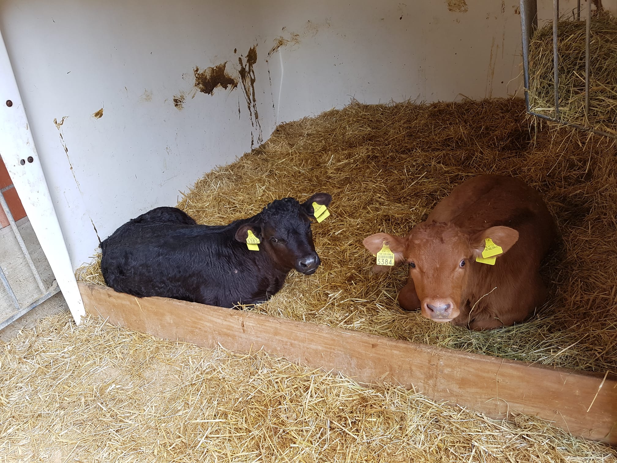 Kälber Pinocchio und Oreo Merishausen