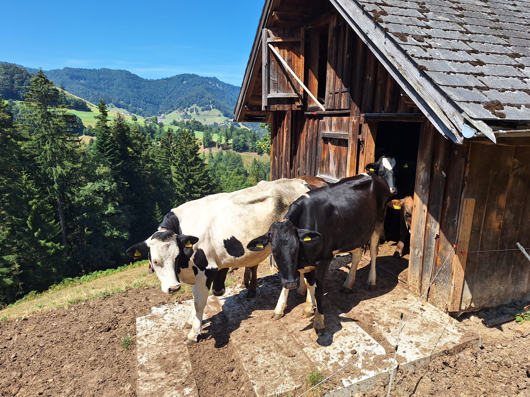 Rinder im Toggenburg