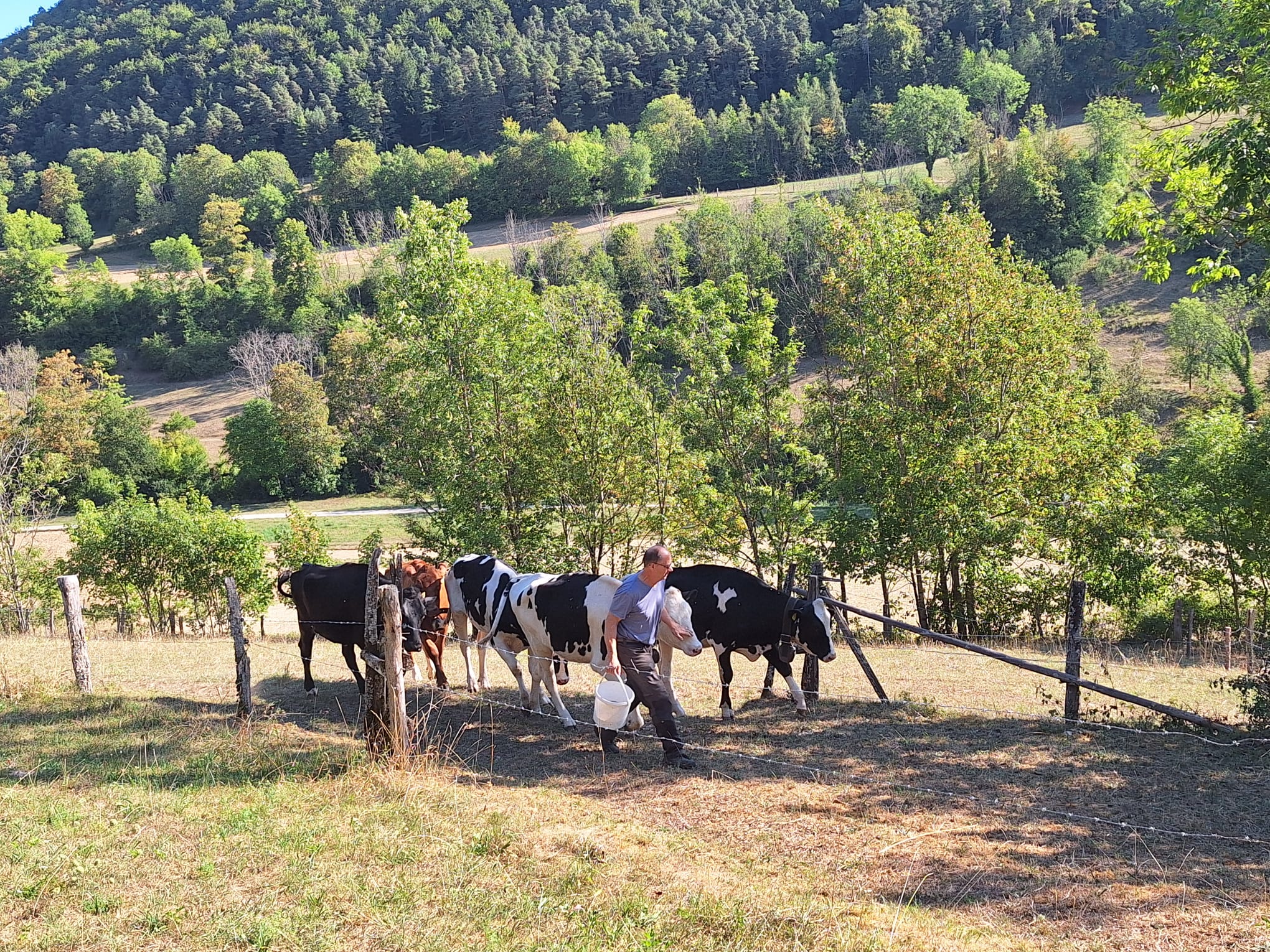 Rinder von Sommerweide holen