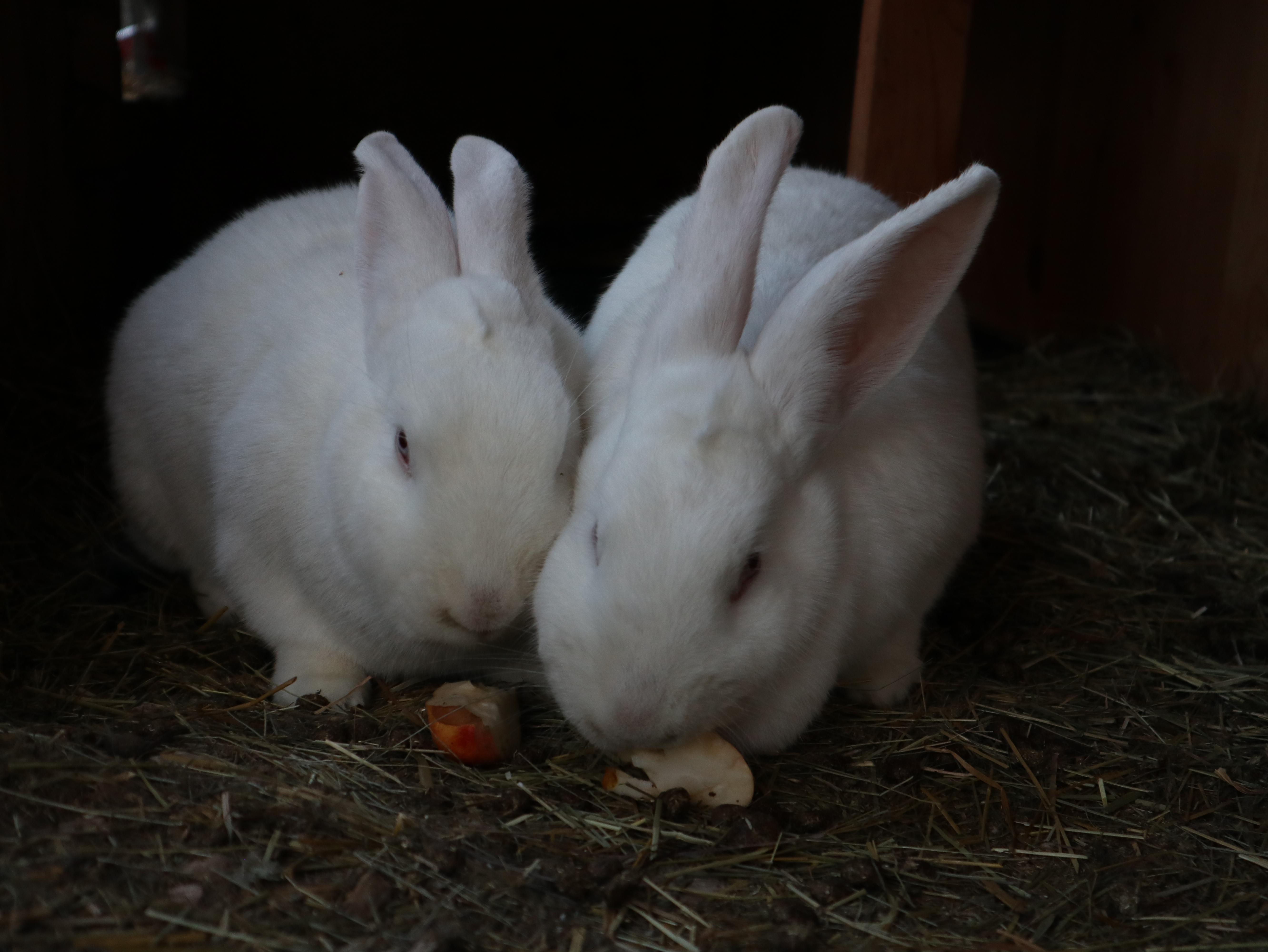 Zimmermannskaninchen Schnuffi und Purzel