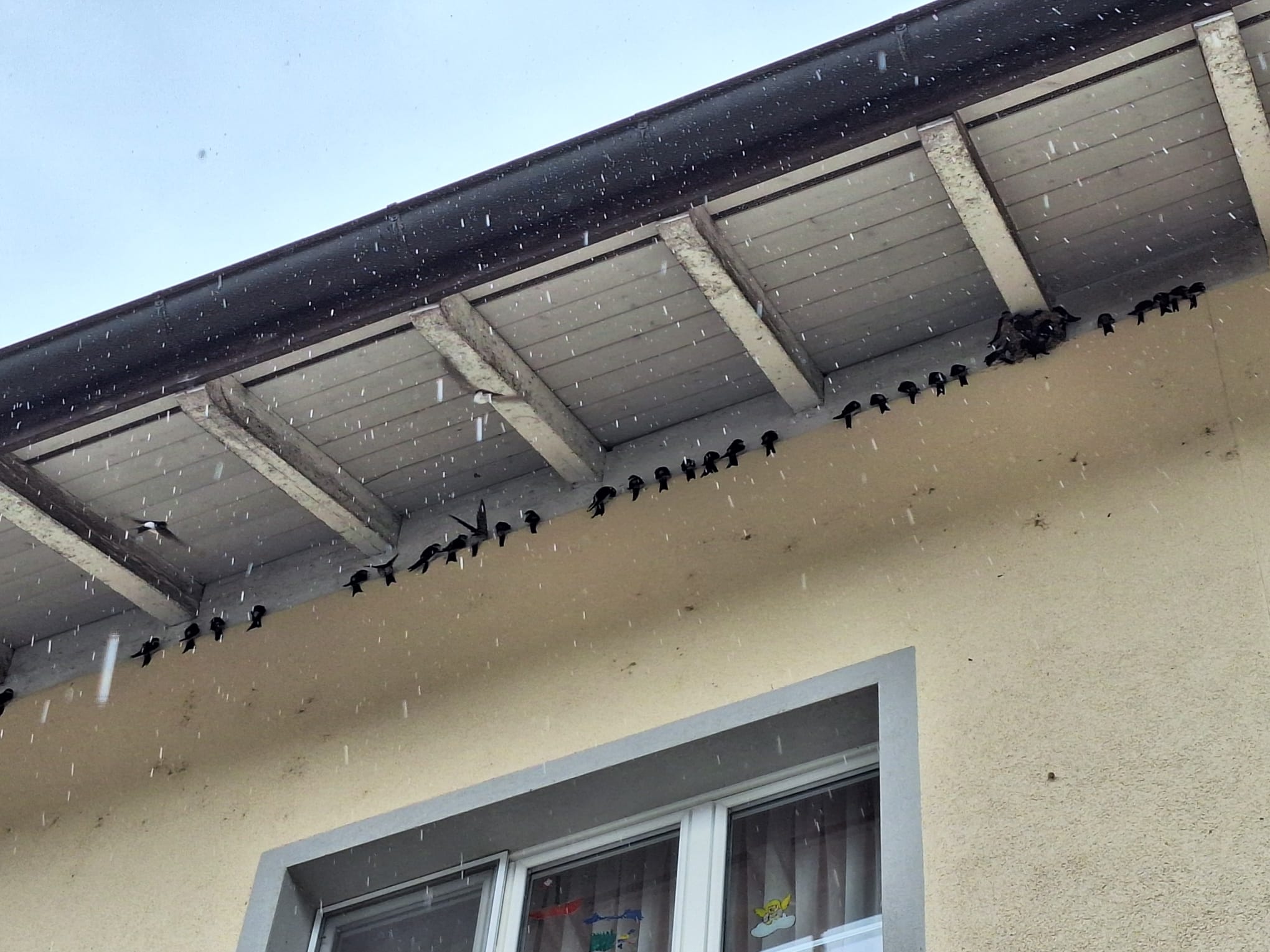 Am ersten Regentag seit Wochen (21.8.26) sammelten sich die Schwalben für den Wegzug Richtung Süden