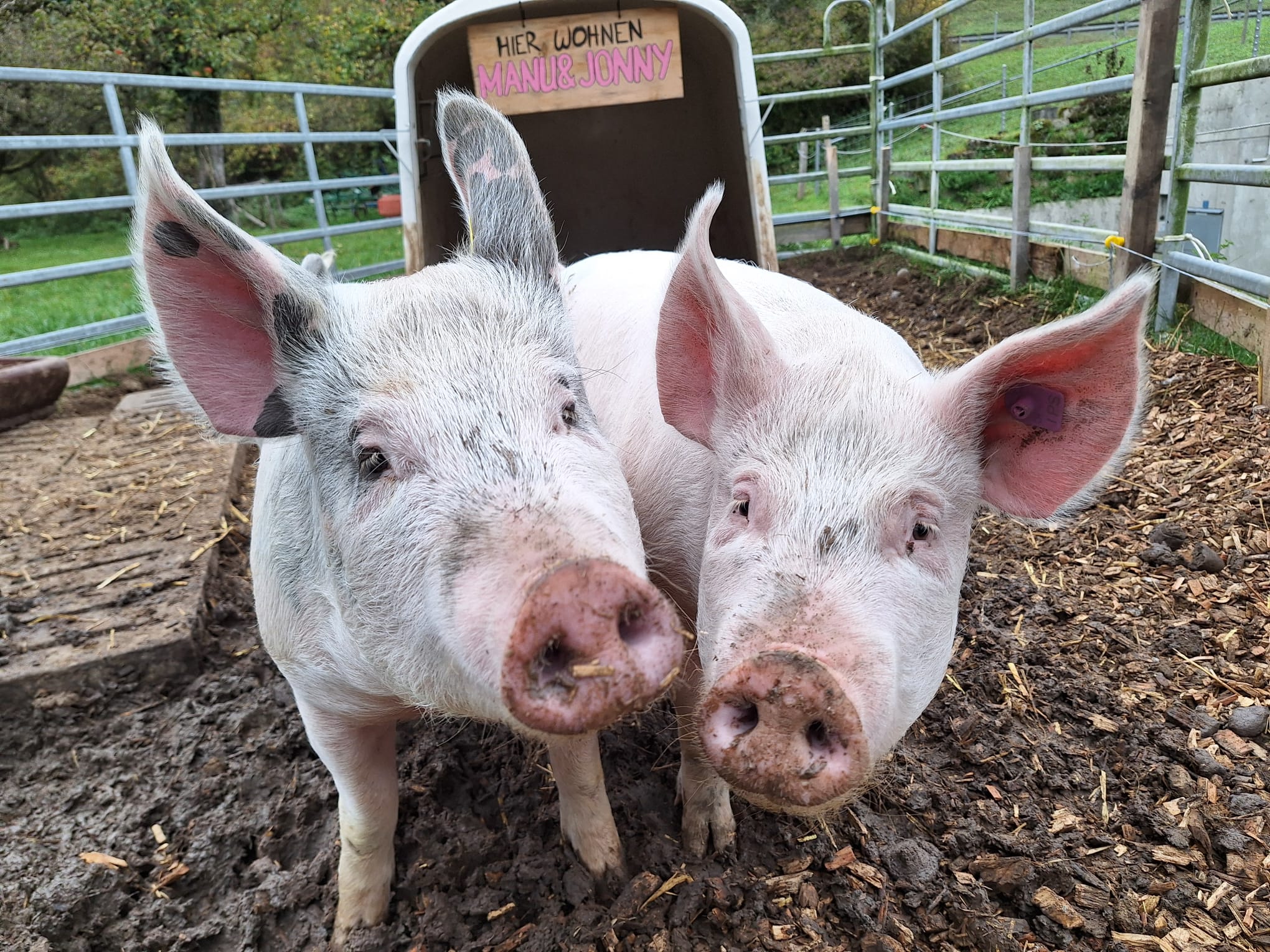 Schweine Merishausen