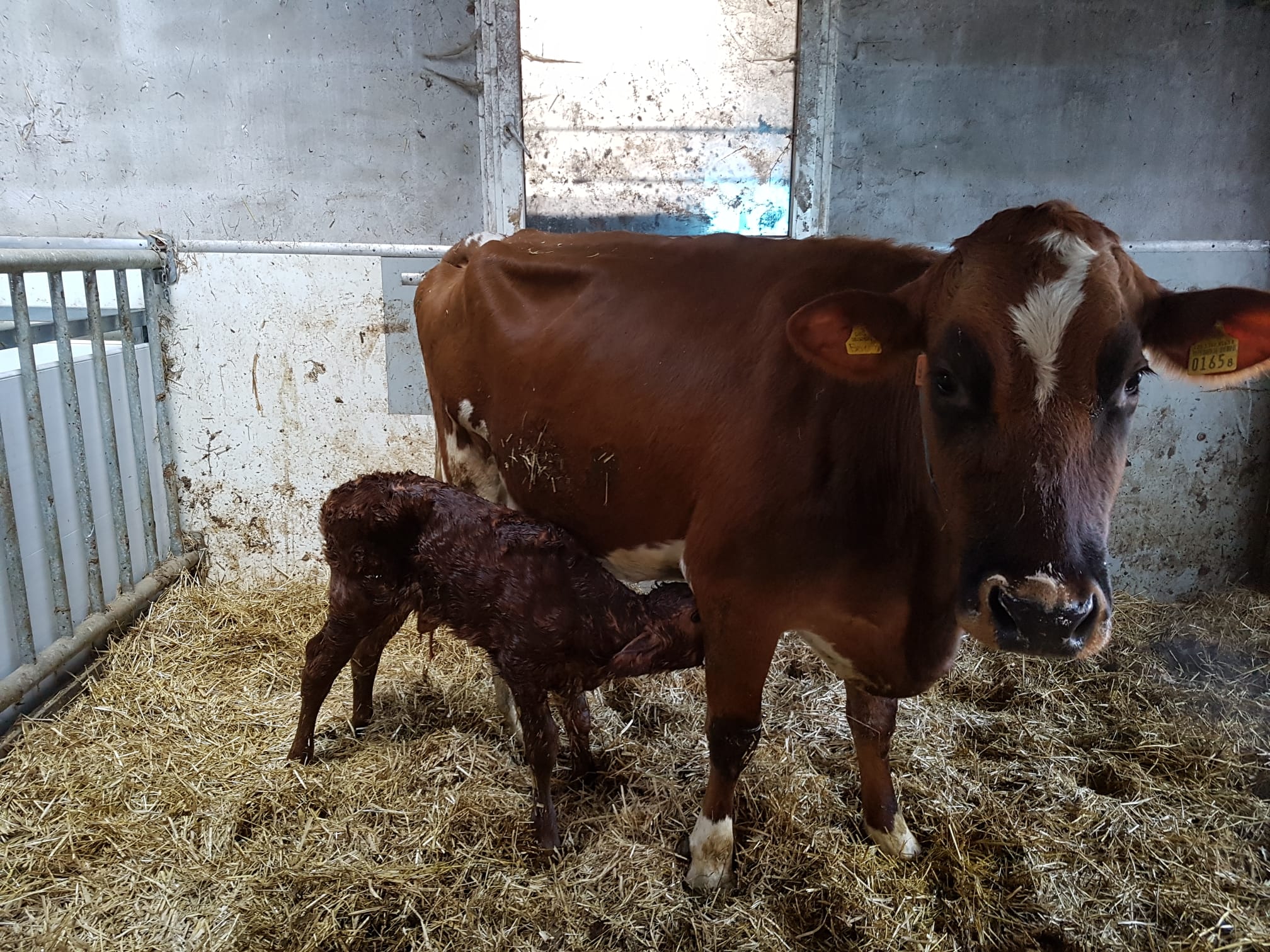 Kalb Sunny Merishausen 