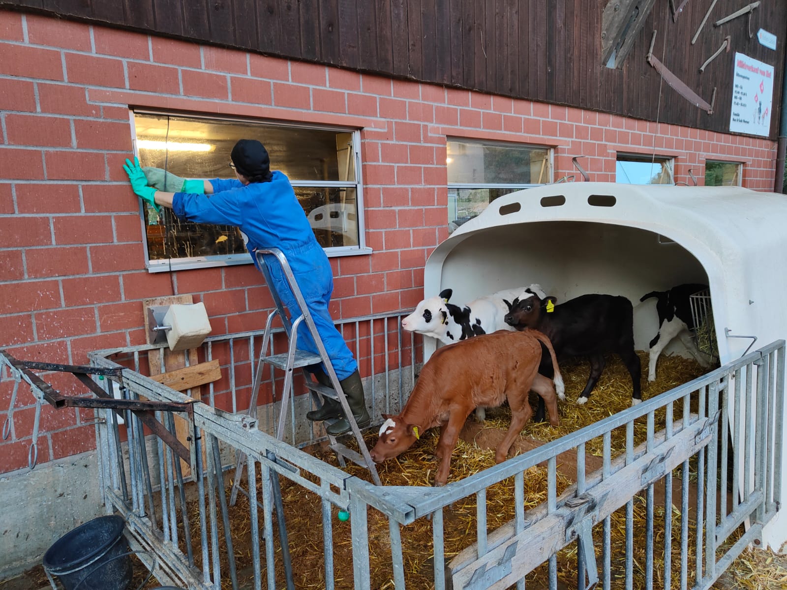 Gabi wird beim Fenster putzen genau von unserem 'Kälberkindergarten' beobachtet, Juli 2023