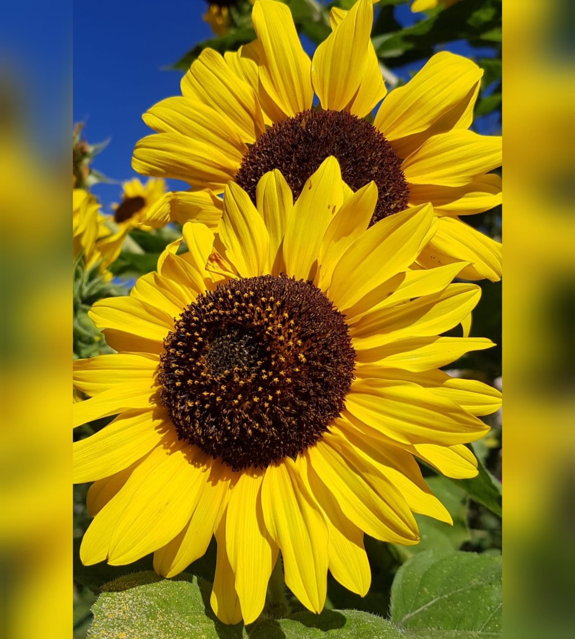 Leuchtender September und goldener Herbst, September 2023